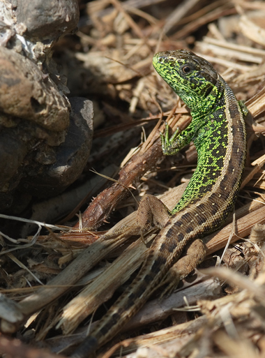 Lacerta agilis